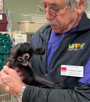 From TV Mishap to Triumph: The Heartwarming Recovery of Wocky, the Spider Monkey