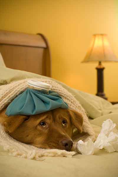 Canine Infectious Respiratory Disease Complex (CIRDC)