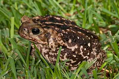 Bufo Toad Toxicity (Cane Toad)