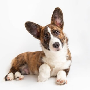 Calusa Dog Services