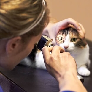 Pet Wellness in Boca Raton