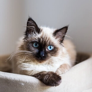 Cat Services in Boca Raton