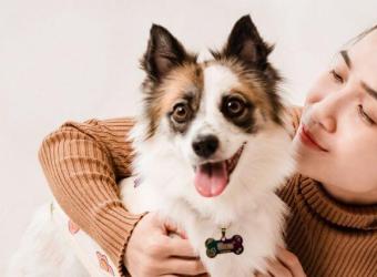 6 Signs That You Should Consider Hyperbaric Oxygen Therapy for Your Dog