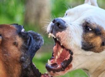Understanding and Managing Dog Aggression
