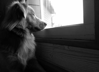 Separation Anxiety: Understanding and Managing Separation Anxiety in Dogs