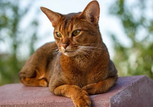 Abyssinian Cat Breed, Geniusvets.