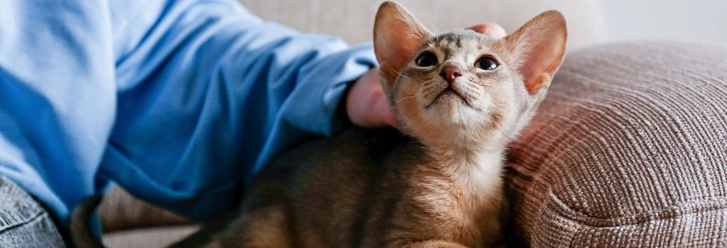 Abyssinian Cat Breed, GeniusVets