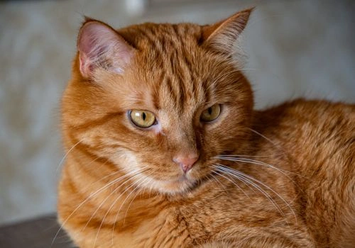 American Shorthair Cat Breed, Geniusvets.