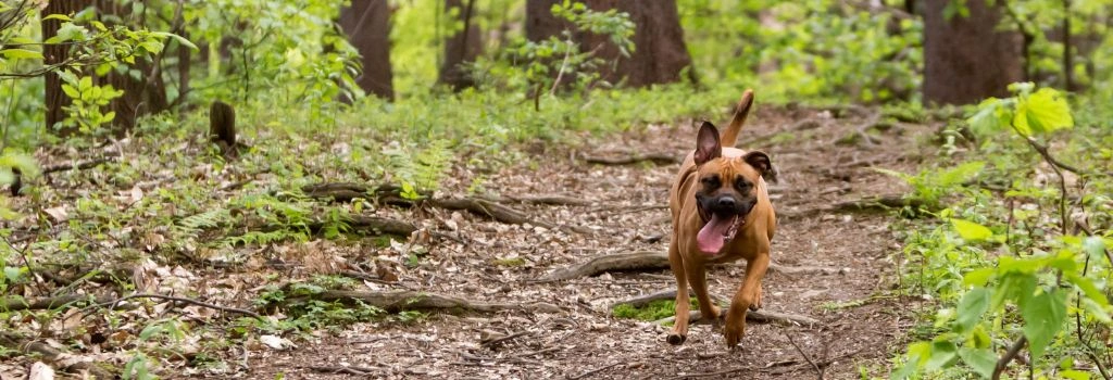 American Pit Bull Breed, GeniusVets 1.