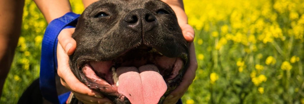 American Pit Bull Breed, GeniusVets 2.