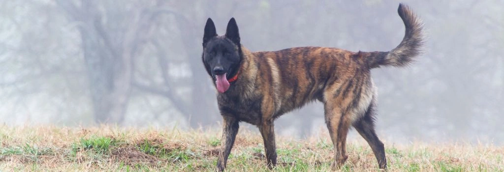 Belgian Malinois Breed, GeniusVets 1.