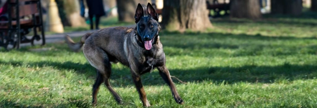 Belgian Malinois Breed, GeniusVets 2.