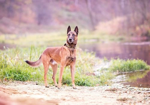 Belgian Malinois Breed, Geniusvets 3.
