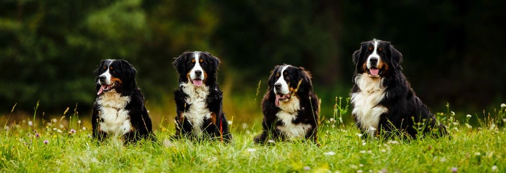 Bernese Mountain Dog, GeniusVets 1.