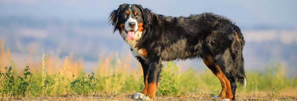 Bernese Mountain Dog, GeniusVets 2.