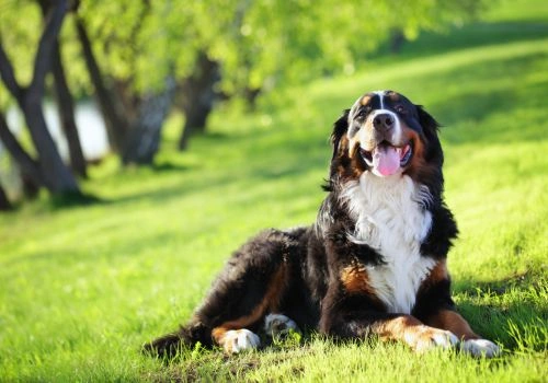 Bernese Mountain Dog Breed, Geniusvets 4.