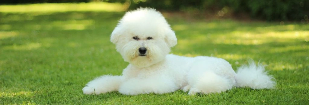 Bichon Frise, GeniusVets 1.