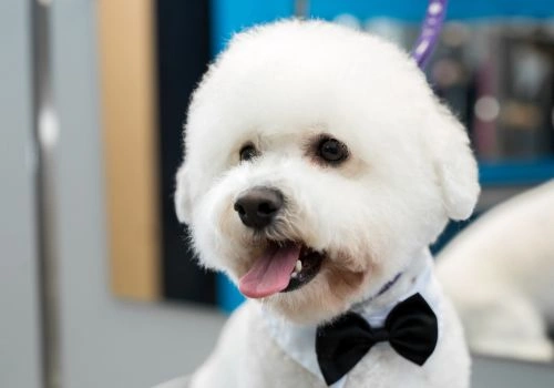 Bichon Frise Breed, Geniusvets 3.