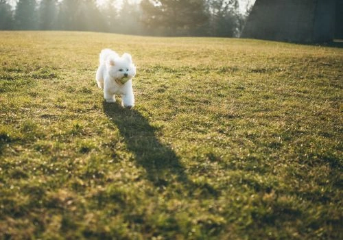 Bichon Frise Breed, Geniusvets 4.