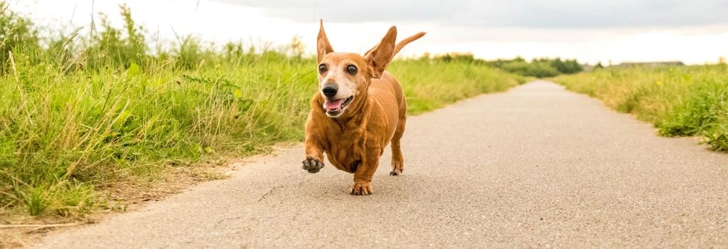 Dachshund, GeniusVet Breeds 1