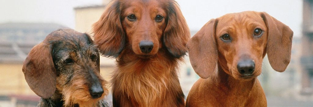 Dachshund, GeniusVet Breeds 2