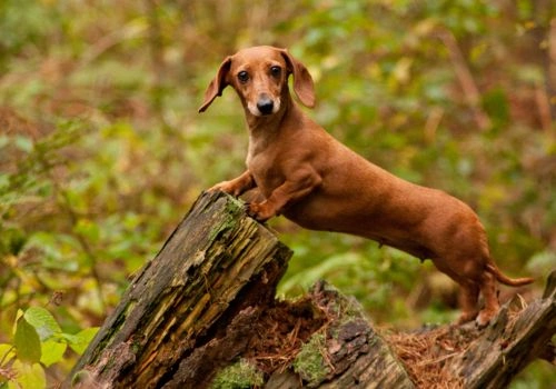 Dachshund, Geniusvets 3.