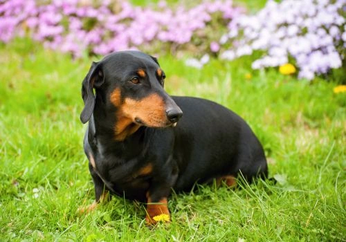Dachshund, Geniusvets 4.