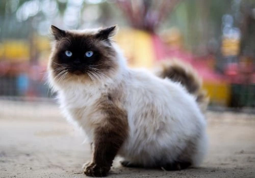 Himalayan Cat Breed, Geniusvets.