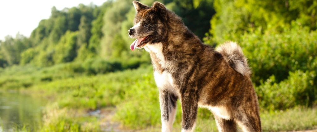 Akita Breed, Genius Vets 2.