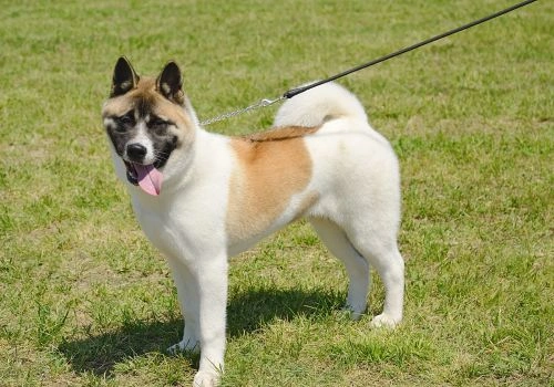 Akita Breed, Geniusvets 4.