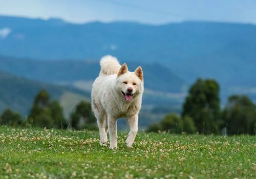 Akita Breed, Geniusvets 3.