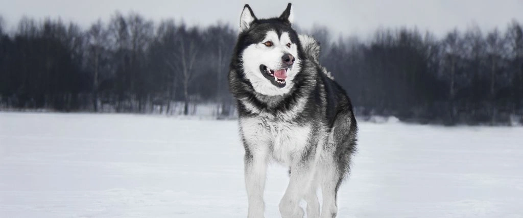 Alaskan Malamute Breed, GeniusVets 1.
