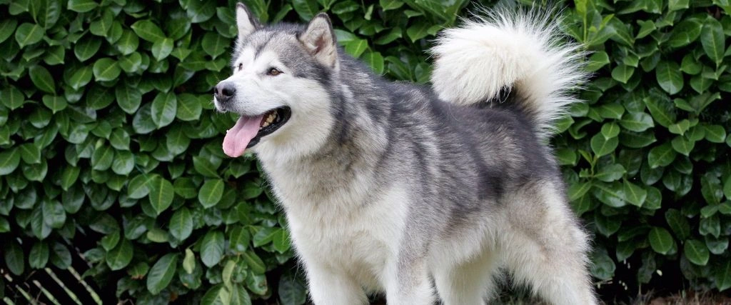 Alaskan Malamute Breed, GeniusVets 2.