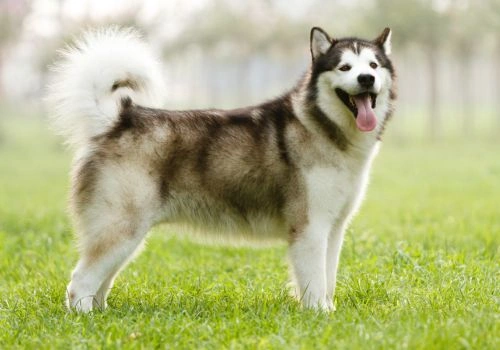 Alaskan Malamute Breed, Geniusvets 3.