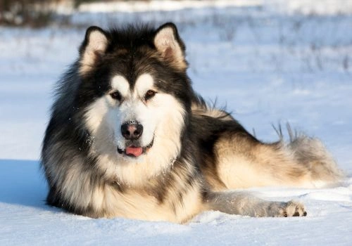 Alaskan Malamute Breed, Geniusvets 4.