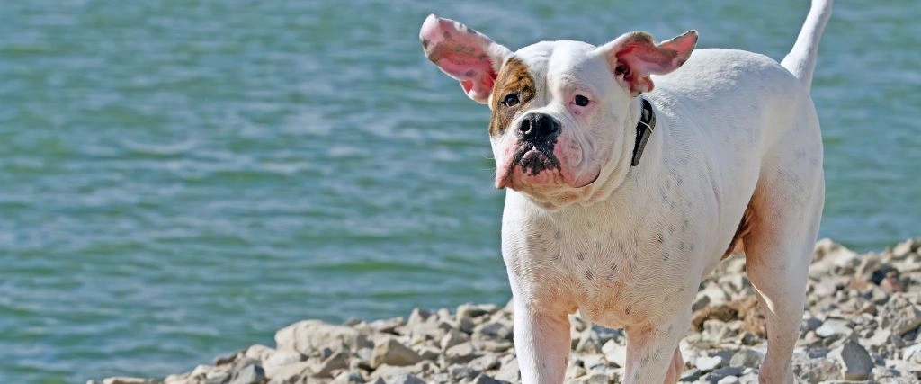 American Bulldog Breed, GeniusVets 1.