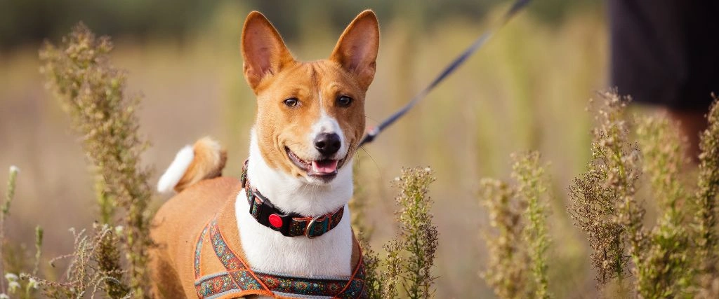 Basenji Breed, GeniusVets 1.
