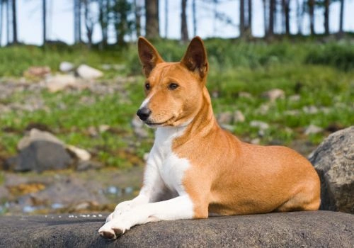 Basenji Breed, Geniusvets 3.
