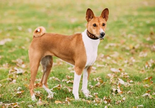 Basenji Breed, Geniusvets 4.