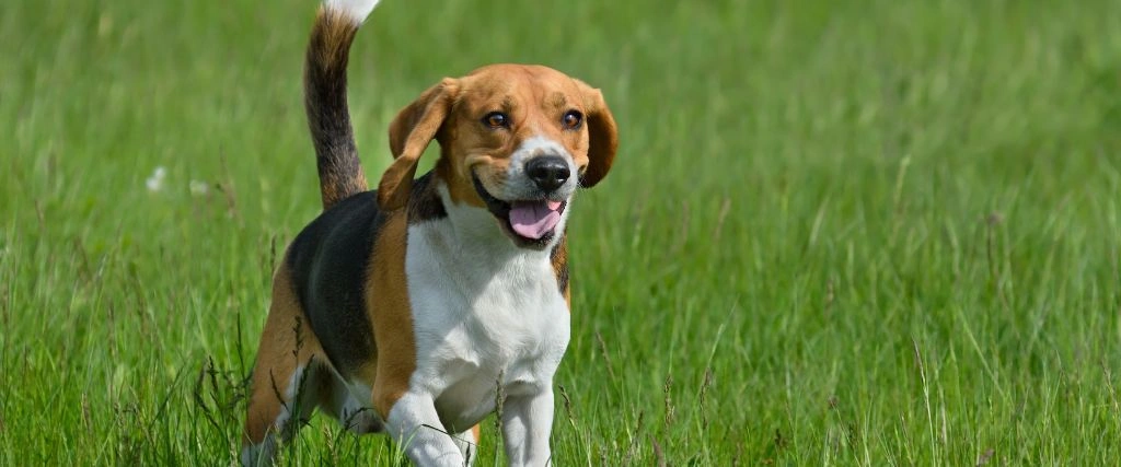 Beagle Breed, GeniusVets 1.