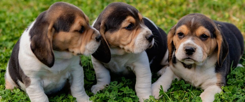 Beagle Breed, GeniusVets 2.