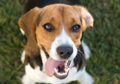 Beagle Breed, Geniusvets 3.