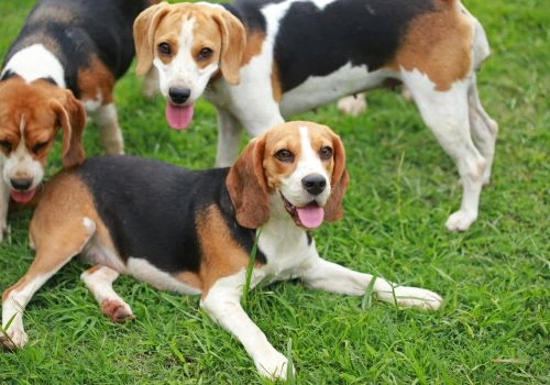 Beagle Breed, Geniusvets 4.