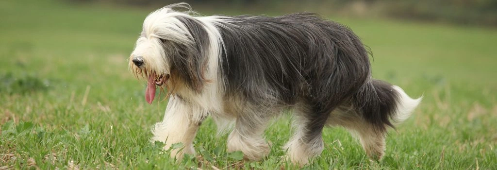 Bearded Collie Breed, GeniusVets 1.
