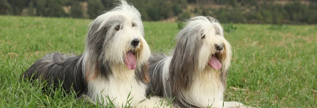Bearded Collie Breed, GeniusVets 2.