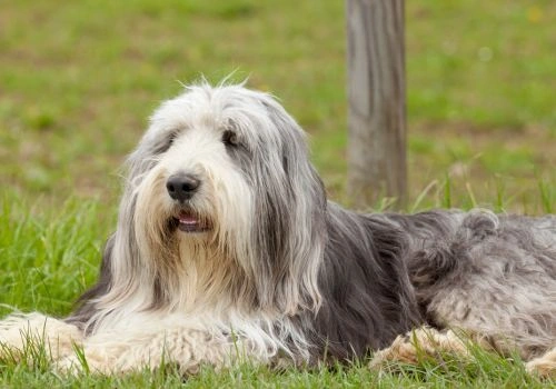 Bearded Collie Breed, Geniusvets 4.
