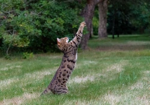 Bengal Cat Breed, Geniusvets.