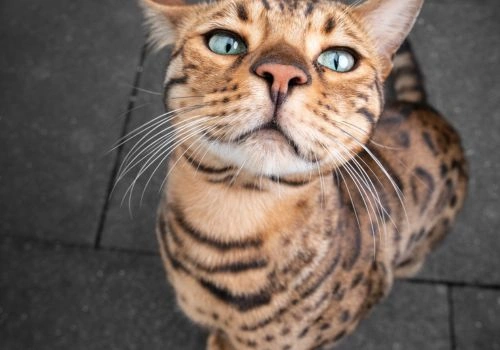Bengal Cat Breed, Geniusvets.