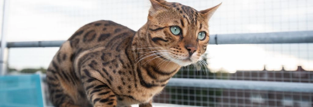 Bengal Cat Breed, GeniusVets