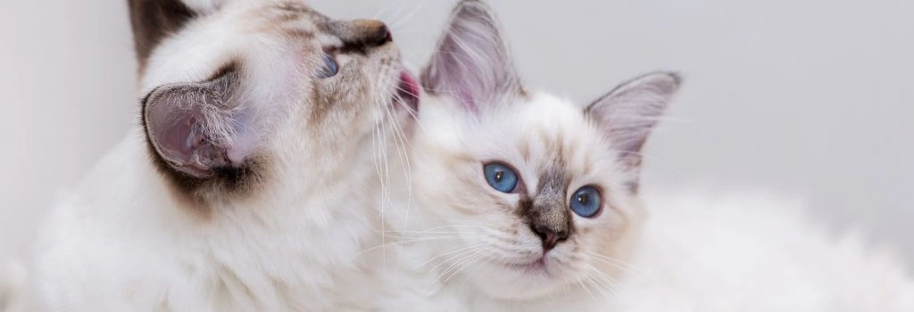 Birman Cat Breed, GeniusVets